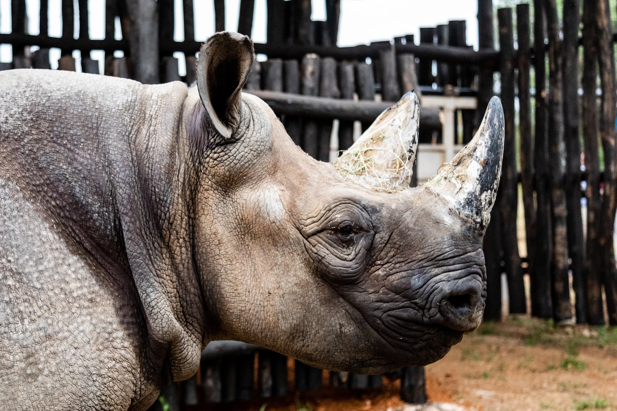 Black rhino, part of Akagera's celebrated conservation success story