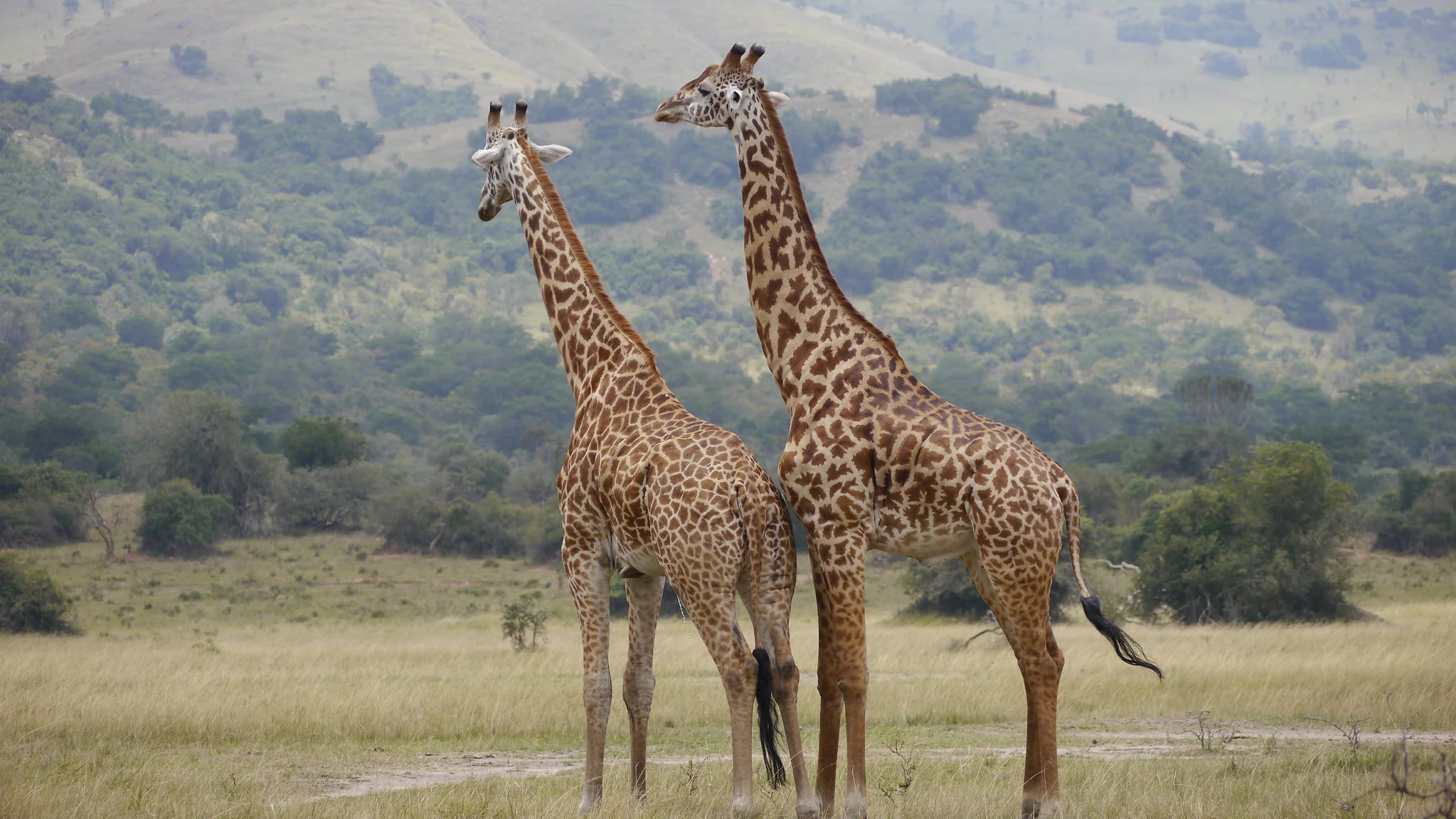 Two Masai giraffes grazing in Akagera National Park