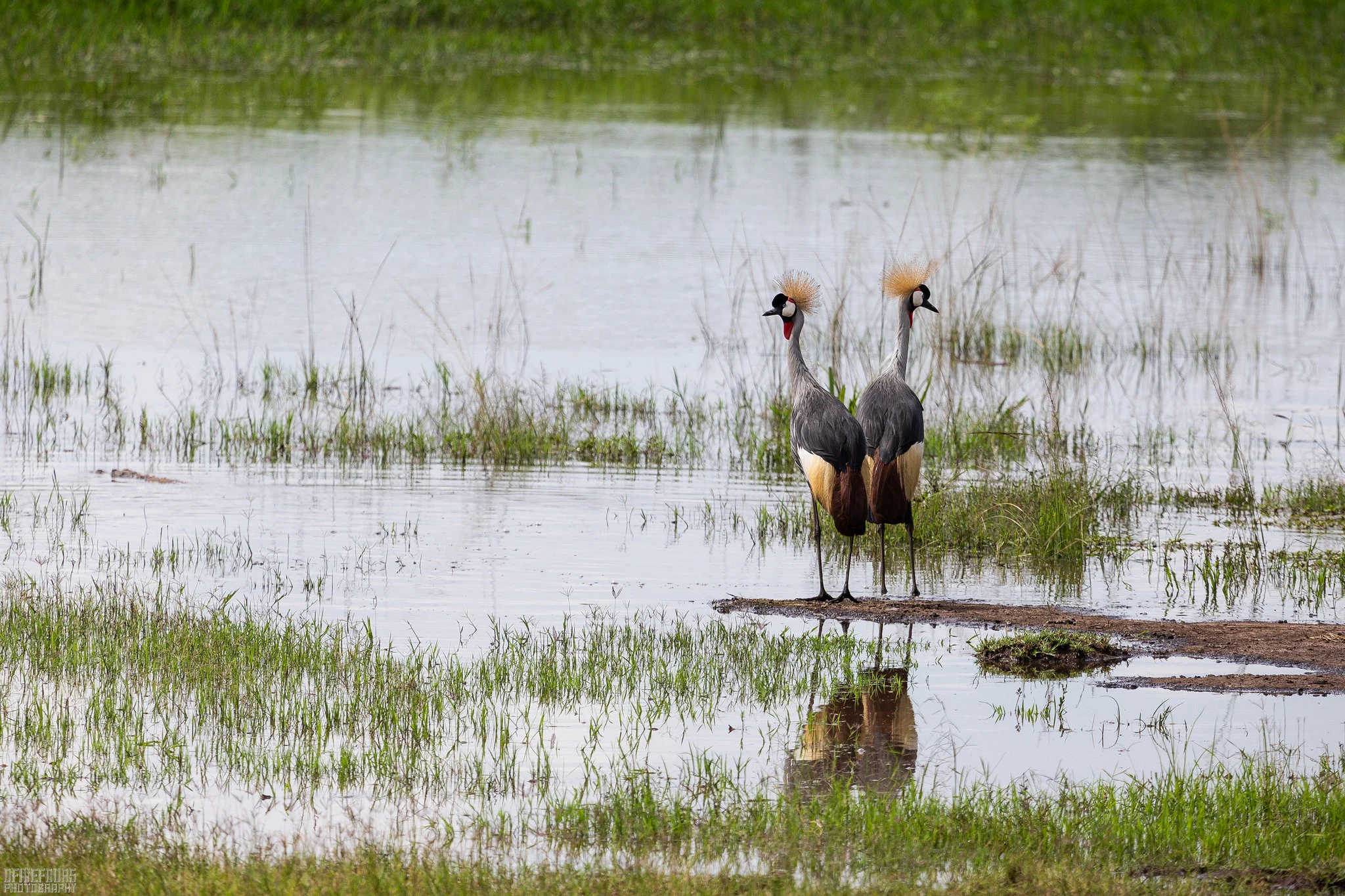 Grey crowned cranes, an Akagera wetland species