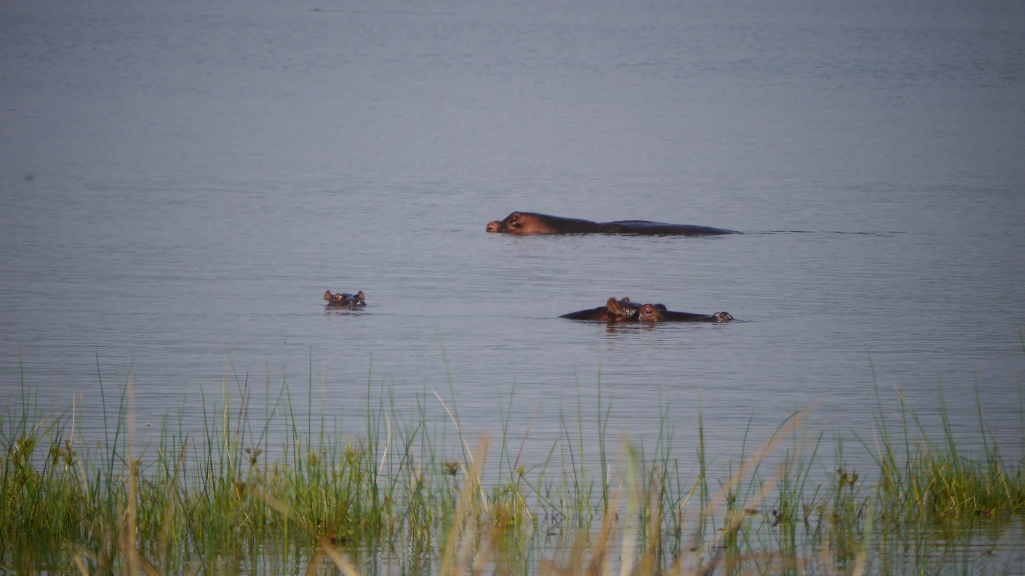 Hippo pod on one of Akagera's chain of lakes