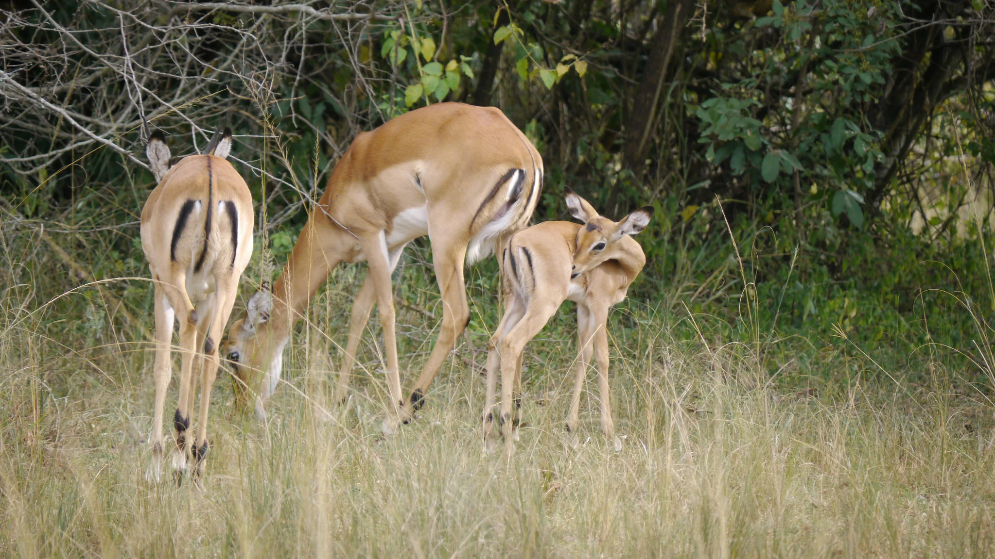 Impala mother and calf grazing together, Akagera National Park