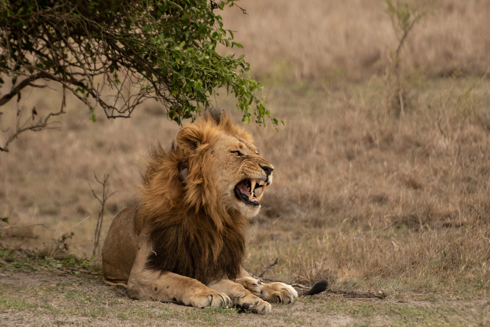 Lion resting in the Akagera savanna