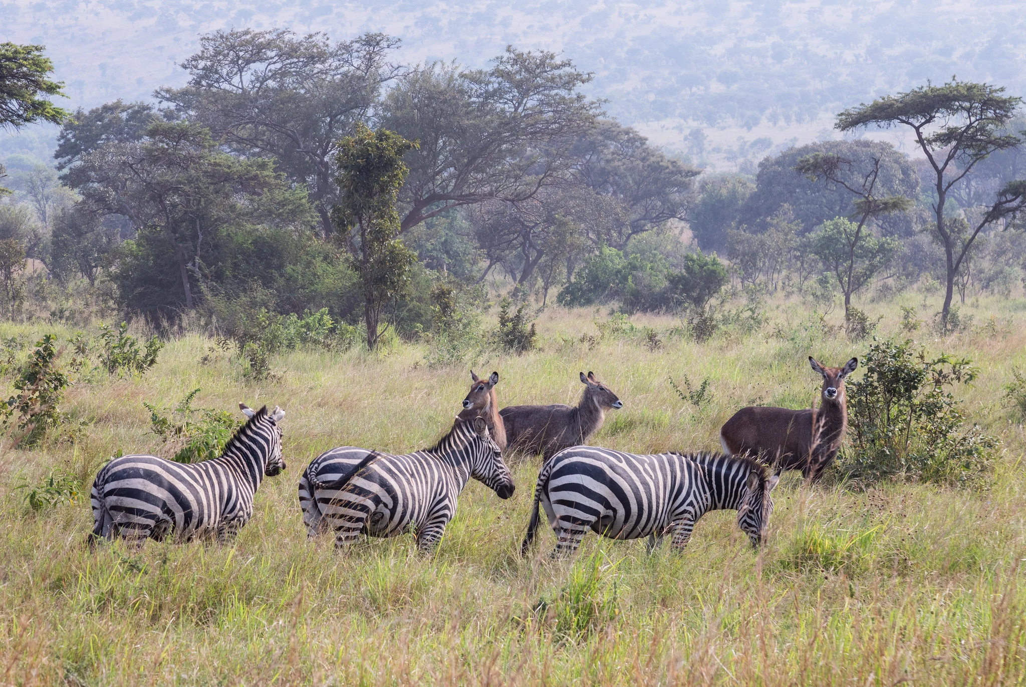 Zebra herd grazing across the plains of Akagera National Park
