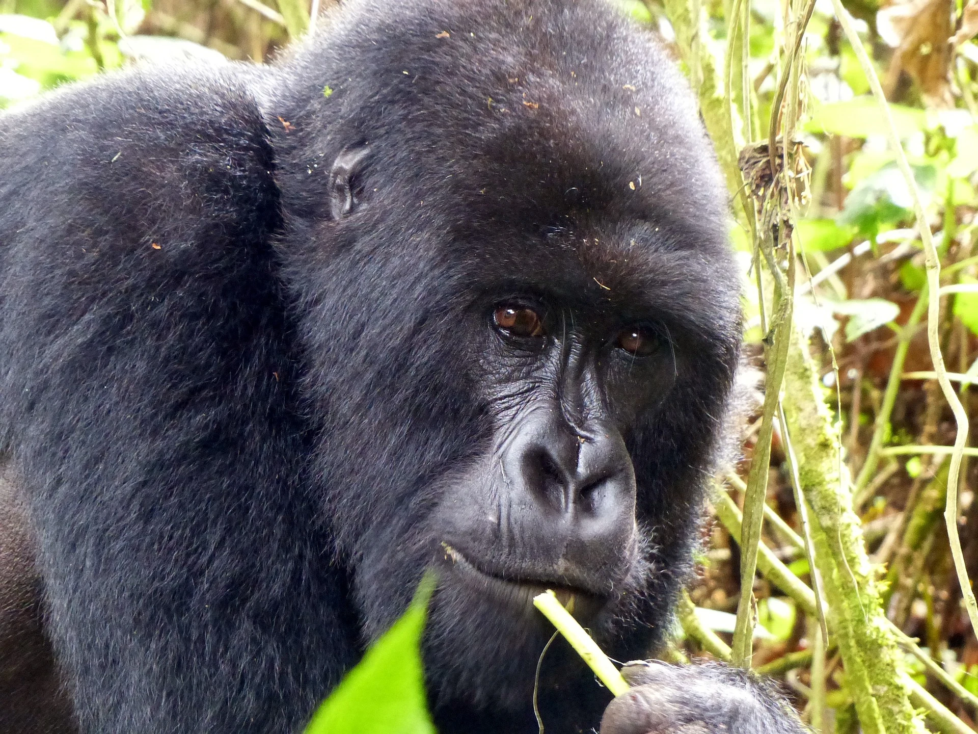 Close-up portrait of a mountain gorilla in Rwanda's rainforest