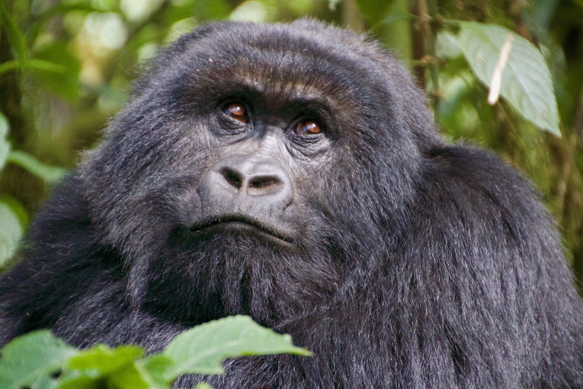 Mountain gorilla resting amid forest vegetation, Rwanda