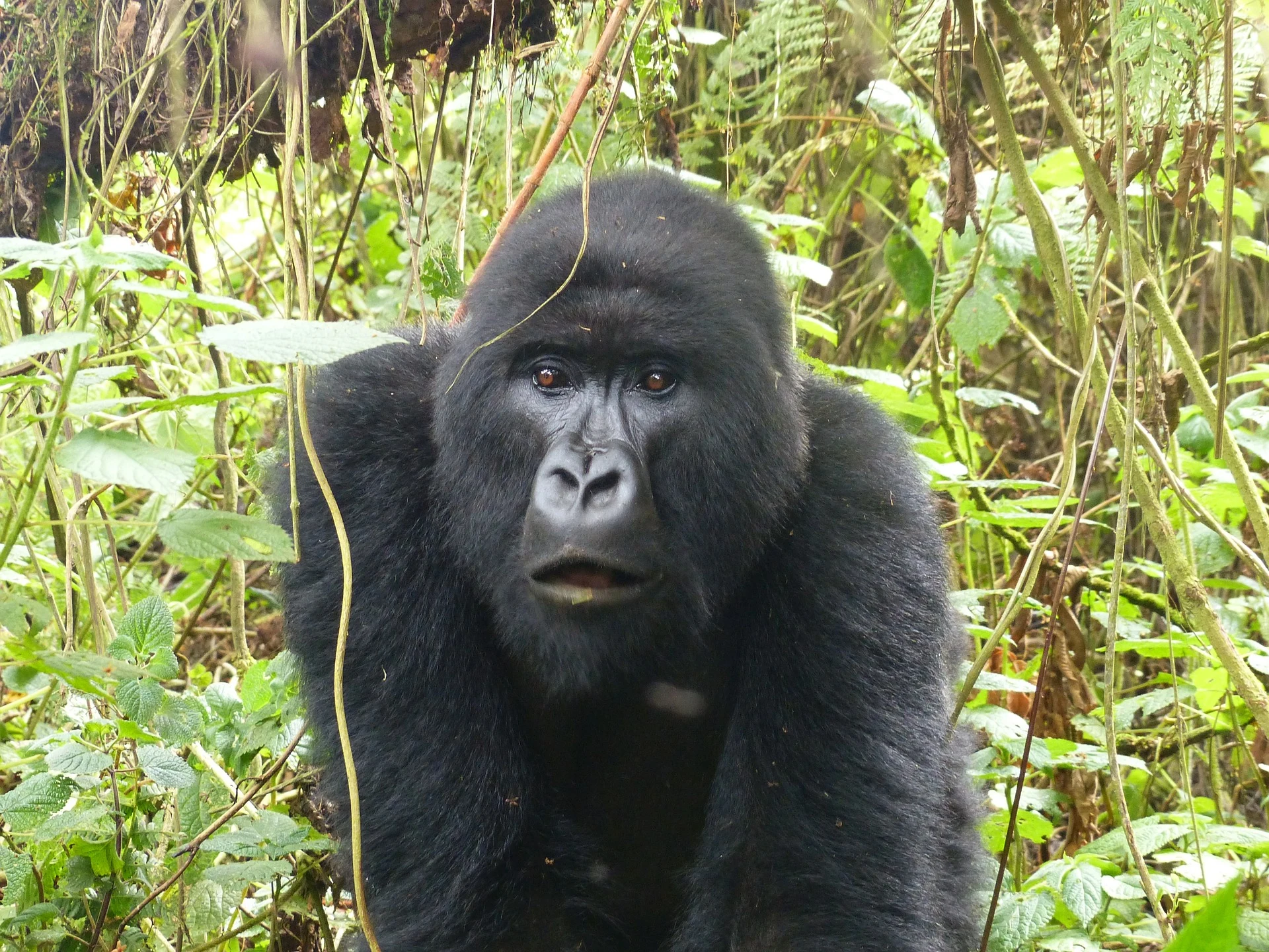 Mountain gorilla standing in thick forest vegetation, Rwanda
