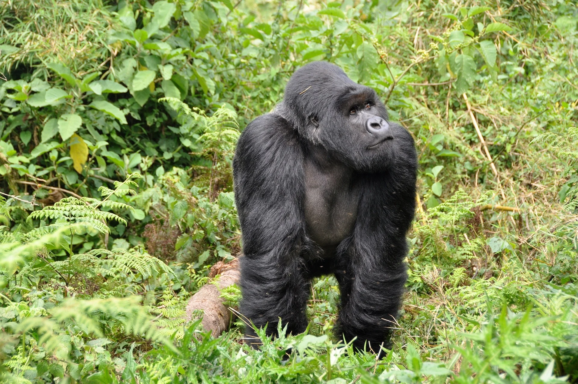 Mountain gorilla walking through the rainforest undergrowth