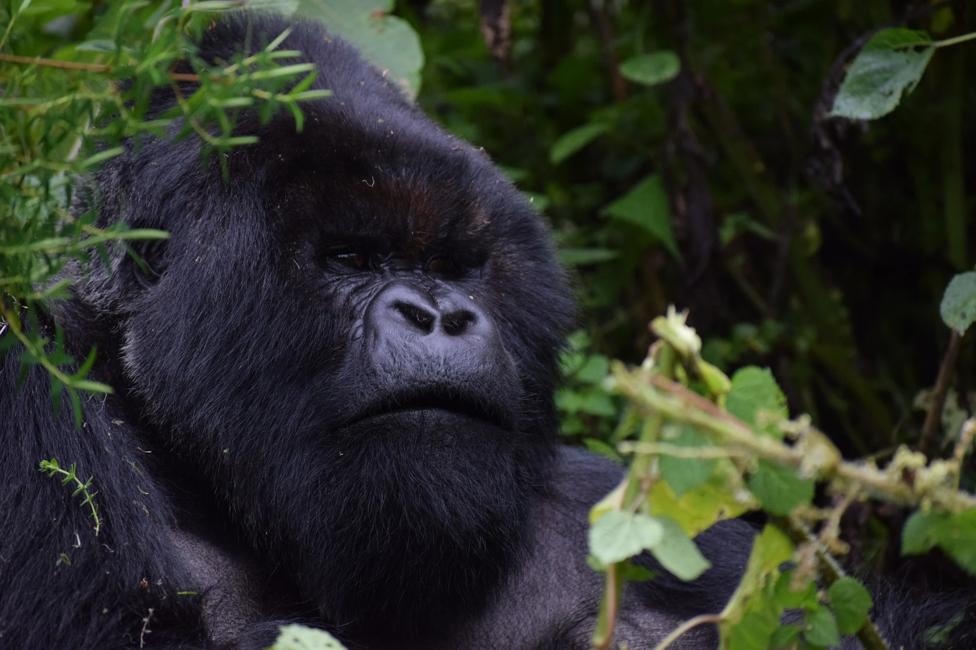 Close portrait of a silverback mountain gorilla, Rwanda