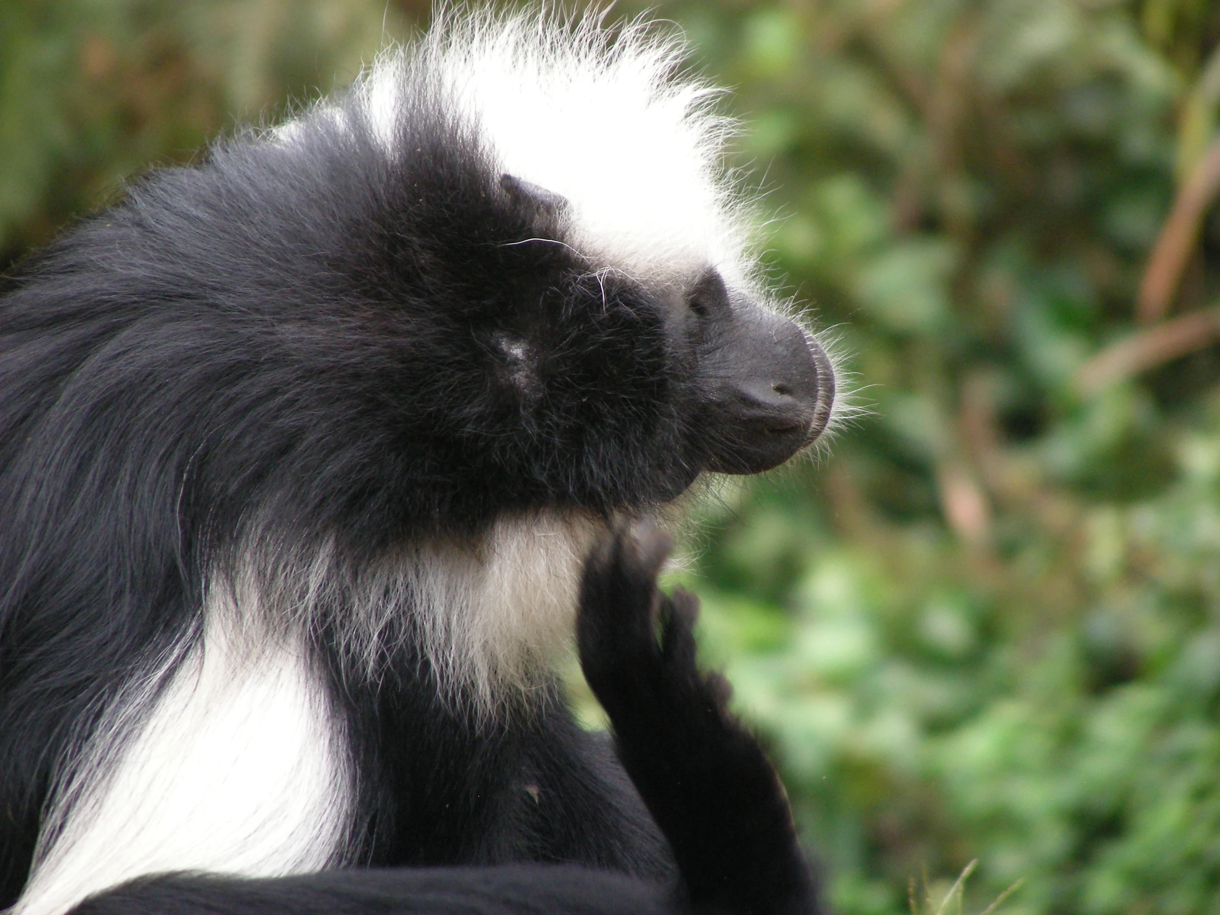 Angola colobus monkey, Nyungwe National Park