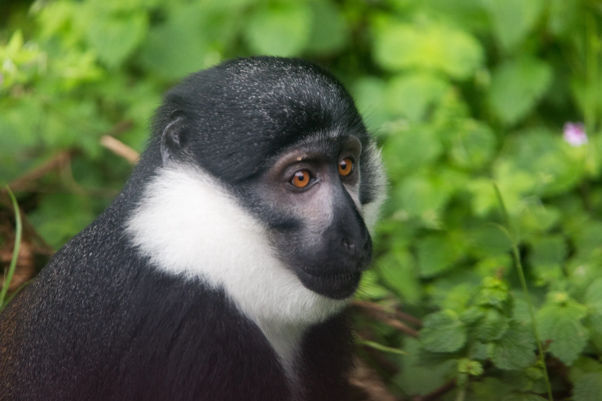 L'Hoest's monkey portrait, Nyungwe National Park