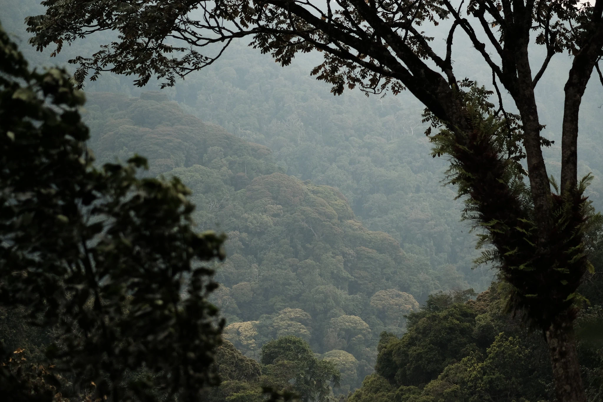 Dense rainforest canopy in Nyungwe National Park, Rwanda