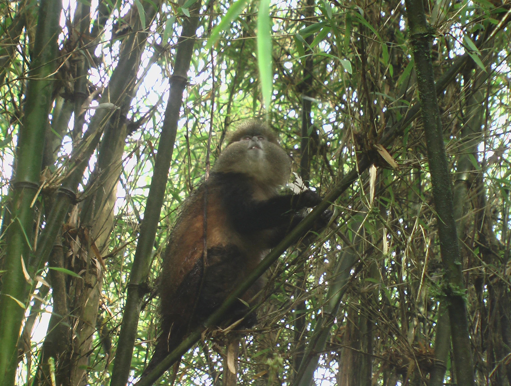 Golden monkey, Volcanoes National Park