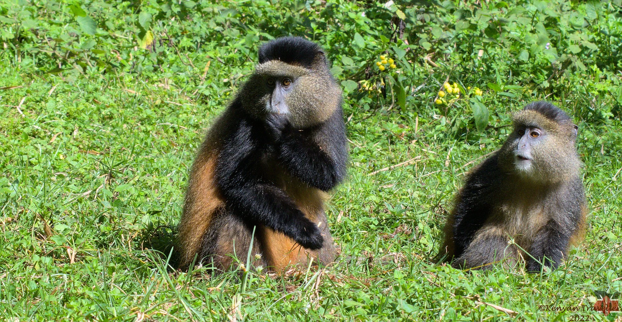Pair of golden monkeys foraging in Volcanoes National Park, Rwanda