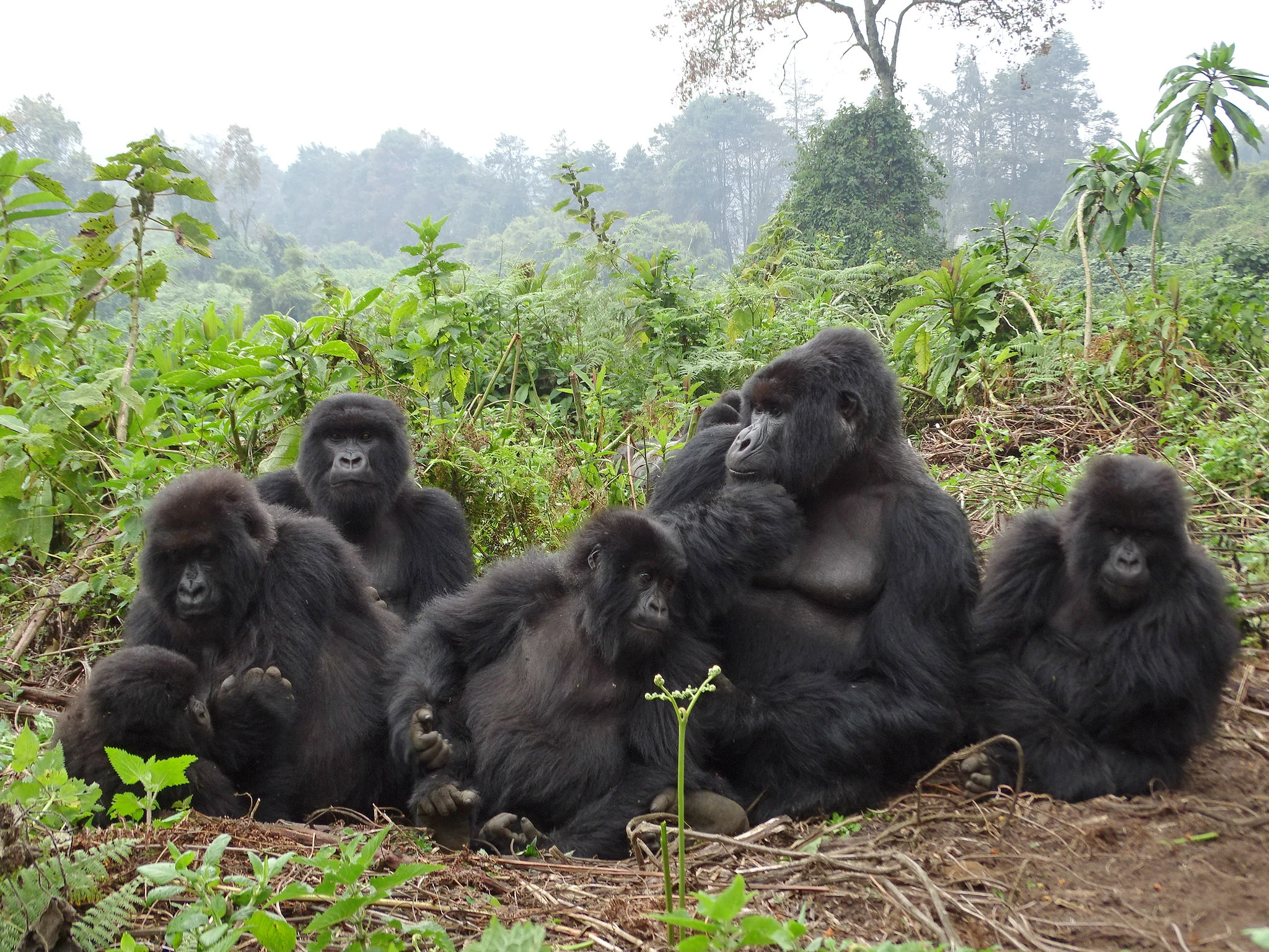 Mountain gorilla family, part of a recovering Virunga population