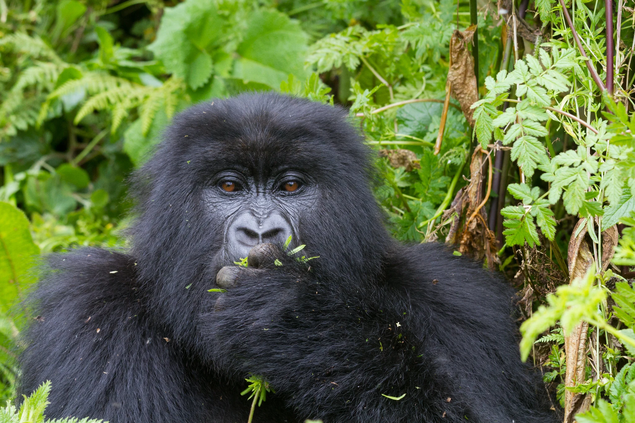 Mountain gorilla feeding on vegetation, Volcanoes National Park