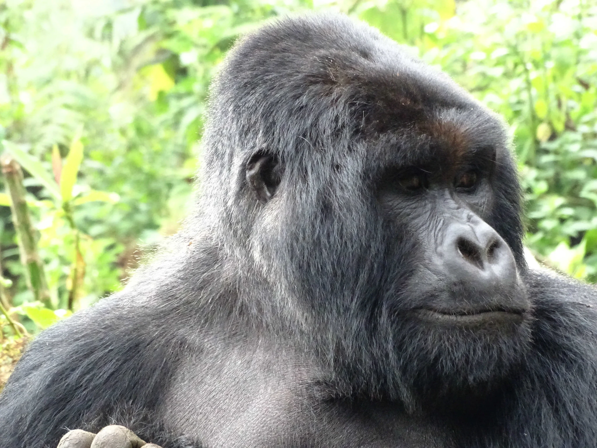 Close-up portrait of a silverback mountain gorilla, Volcanoes National Park